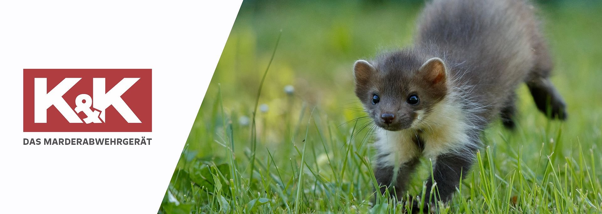 SO VIELSEITIG WIE DER MARDER
