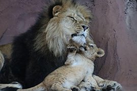 Impressionen aus dem Th&uuml;ringer Zoopark Erfurt und der &Uuml;bergabe der Patenschaftsurkurden.
