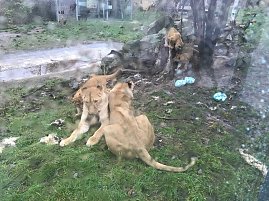 Impressionen aus dem Th&uuml;ringer Zoopark Erfurt und der &Uuml;bergabe der Patenschaftsurkurden.
