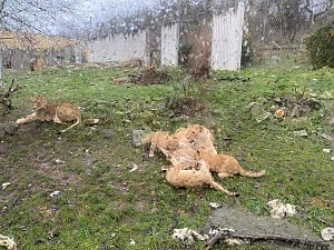 Impressionen aus dem Th&uuml;ringer Zoopark Erfurt und der &Uuml;bergabe der Patenschaftsurkurden.