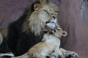 Impressionen aus dem Th&uuml;ringer Zoopark Erfurt und der &Uuml;bergabe der Patenschaftsurkurden.