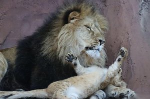 Impressionen aus dem Th&uuml;ringer Zoopark Erfurt und der &Uuml;bergabe der Patenschaftsurkurden.